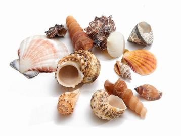 Schelpenmix large 650 gram mooie mix met grotere schelpen