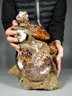 Prachtige Tanatocenose - Gefossiliseerd dier - Cleoniceras, Verzamelen