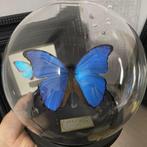 Vlinder Taxidermie wandmontage - Morpho menelaus - 20 cm -, Antiek en Kunst