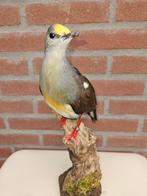 Sulawesipatrijsduif Taxidermie volledige montage -, Nieuw