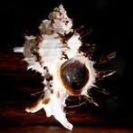 Speciale Murex-collectie Zeeschelp - Hexaplex cichoreum f.