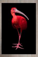 Marco Simoni -  Eudocimus ruber  XL, Antiek en Kunst