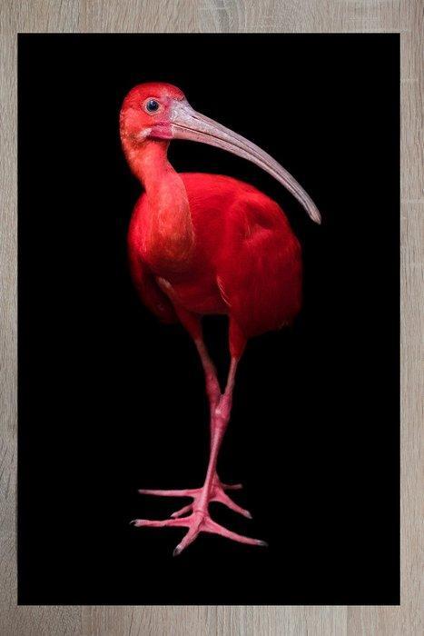 Marco Simoni -  Eudocimus ruber  XL, Antiek en Kunst, Kunst | Designobjecten