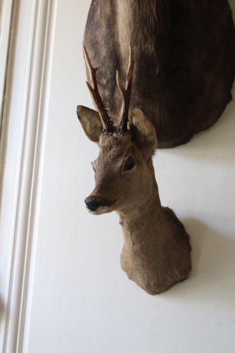 Jachttrofee, Collections, Collections Animaux