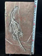 Fossiele plaatmatrix - BIG Keichousaurus sp. - 32.5 cm -
