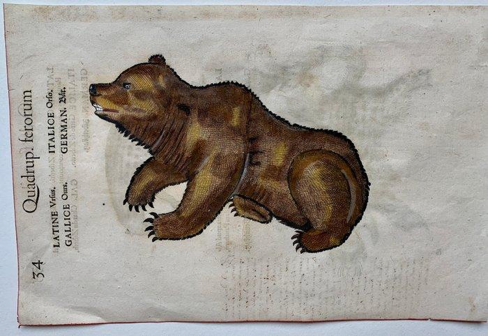 Conrad Gesner - Thierbuch - 1598, Antiek en Kunst, Antiek | Boeken en Manuscripten