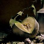Arnold Mariashin - Melon - XL - No reserve, Antiek en Kunst