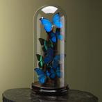 Vlinders in Stolp Taxidermie Opgezette Dieren By Max, Verzamelen, Ophalen of Verzenden, Nieuw, Insect, Opgezet dier