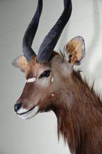 Fine Nyala Taxidermie wandmontage - Tragelaphus angasii - 45, Verzamelen, Dierenverzamelingen, Nieuw