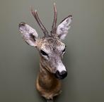 Reebok Zomervacht Taxidermie Opgezette Dieren By Max, Verzamelen, Dierenverzamelingen, Ophalen of Verzenden, Nieuw, Wild dier