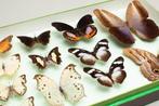 Papillons mélangés du monde - Collection - Entomologie