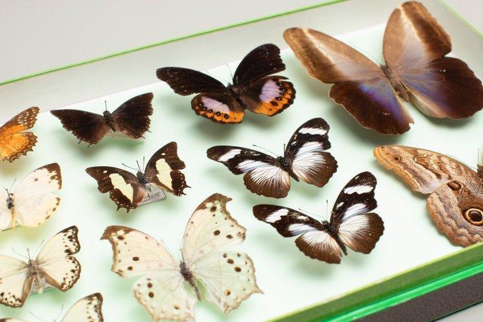 Papillons mélangés du monde - Collection - Entomologie, Collections, Collections Animaux