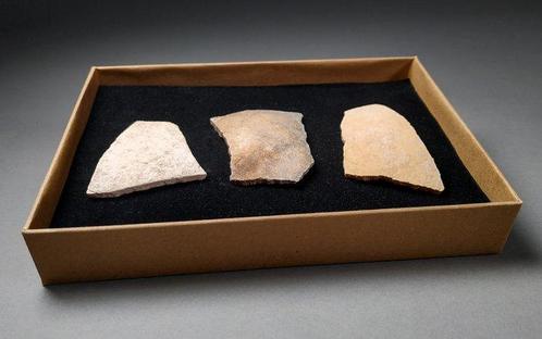 Fragment van een Aepyornis-ei - Fossiel fragment - Aepyornis, Verzamelen, Mineralen en Fossielen