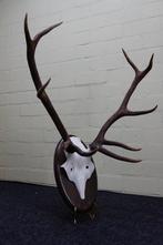 Grand trophée du cerf rouge Crâne - Cervus elaphus - 40 cm -, Collections, Collections Animaux