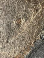 Twee organismen op een rots - Gefossiliseerd dier - Tuzoia, Verzamelen