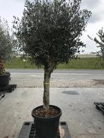 Olijfboom 'Joven' met stamomtrek van 30 à 35 cm, Tuin en Terras, In pot, 100 tot 250 cm