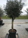 Olijfboom 'Joven' met stamomtrek van 30 à 35 cm