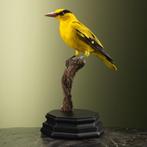 Chinese Wielewaal Taxidermie Opgezette Dieren By Max, Verzamelen, Ophalen of Verzenden, Nieuw, Vogel, Opgezet dier