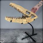 Natuurlijk fossiele schedel van een Mosasaurus. op metalen