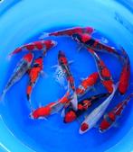 Ikarashi Ozumi  36-42 cm (Japanse Koi), Tuin en Terras, Ophalen of Verzenden, Nieuw