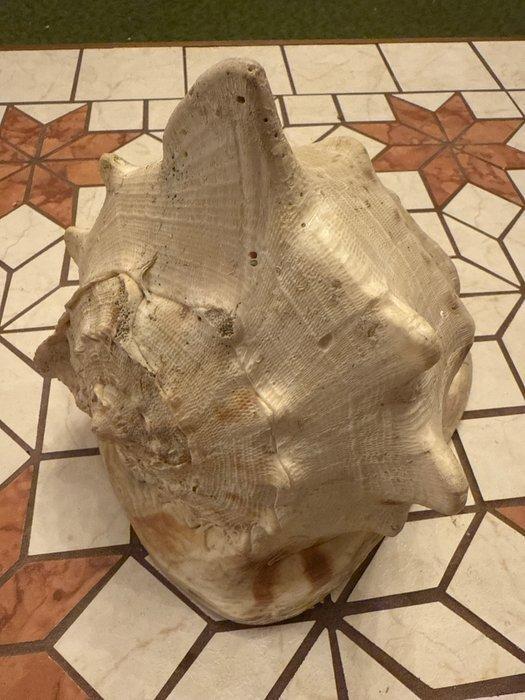 Zeeslak Zeeschelp - Cypraecassis rufa (Zonder Minimumprijs), Antiek en Kunst, Curiosa en Brocante