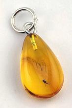 Verzamelaars BALTIC AMBER Hanger – Uitzonderlijk, Nieuw