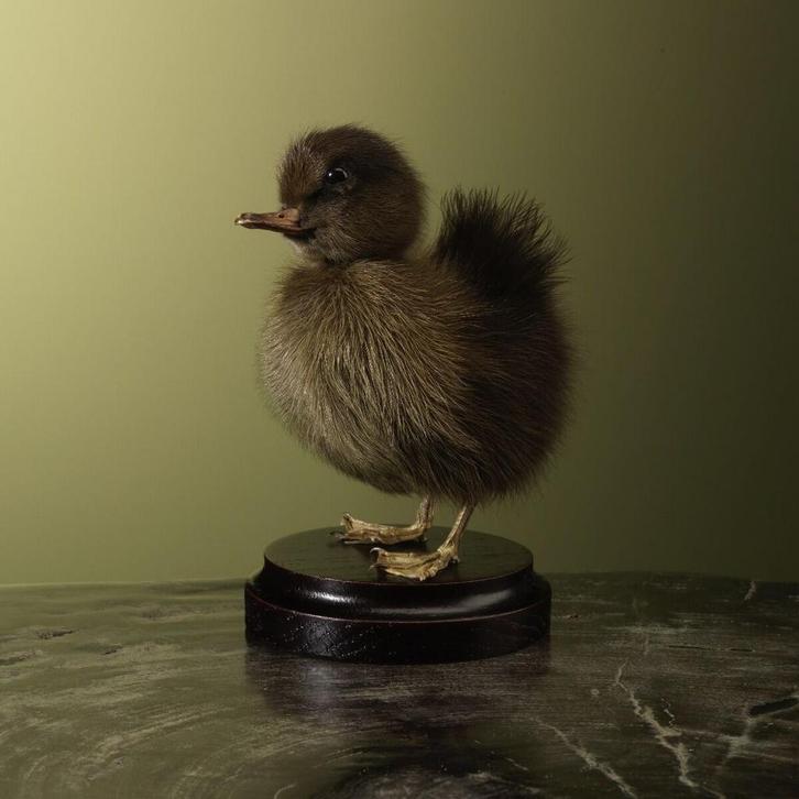 Bruin Eendje Taxidermie Opgezette Dieren By Max, Verzamelen, Dierenverzamelingen, Opgezet dier, Nieuw, Vogel, Ophalen of Verzenden