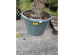 Yucca Rostrata Stam - Sierboom, Tuin en Terras, Planten | Bomen