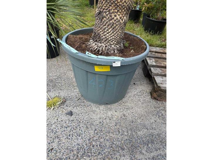 Yucca Rostrata Stam - Sierboom, Tuin en Terras, Planten | Bomen