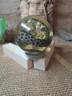 Ratelslang Taxidermie volledige montage - Schlange