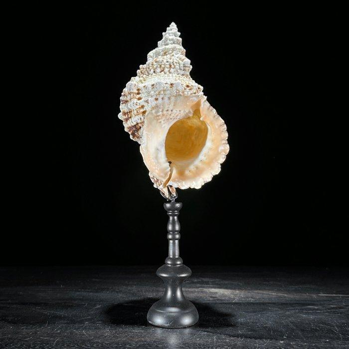 Een paar Golden Mouth Frog Shell en Brach Murex op, Antiek en Kunst, Kunst | Designobjecten