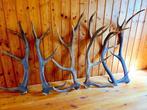 Hert Taxidermie volledige montage - Cervidae - 90 cm - 0 cm, Verzamelen, Dierenverzamelingen, Nieuw
