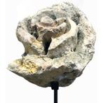 Mollusk (miljoenen jaren oud!) - fossiel schelp - Indonesië