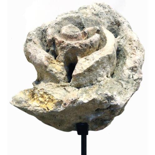 Mollusk (miljoenen jaren oud!) - fossiel schelp - Indonesië, Antiek en Kunst, Kunst | Niet-Westerse kunst