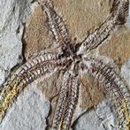 Grande étoile de mer fragile - Matrice de plaque fossilisée