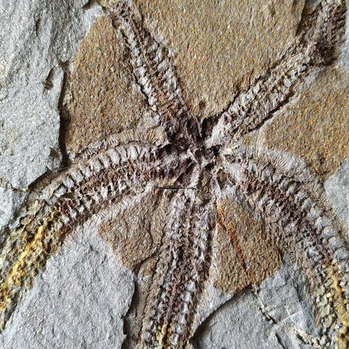 Grande étoile de mer fragile - Matrice de plaque fossilisée, Verzamelen, Mineralen en Fossielen