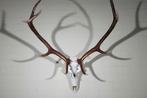 Grand trophée du cerf rouge Crâne - Cervus elaphus - 72 cm -, Collections, Collections Animaux