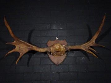 Canadian Elk/Moose Schedel - Alces alces - 50 cm - 50 cm -