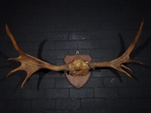 Canadian Elk/Moose Schedel - Alces alces - 50 cm - 50 cm -, Verzamelen, Dierenverzamelingen