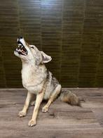 Coyote Taxidermie Opgezette Dieren By Max, Nieuw, Wild dier, Opgezet dier, Ophalen of Verzenden