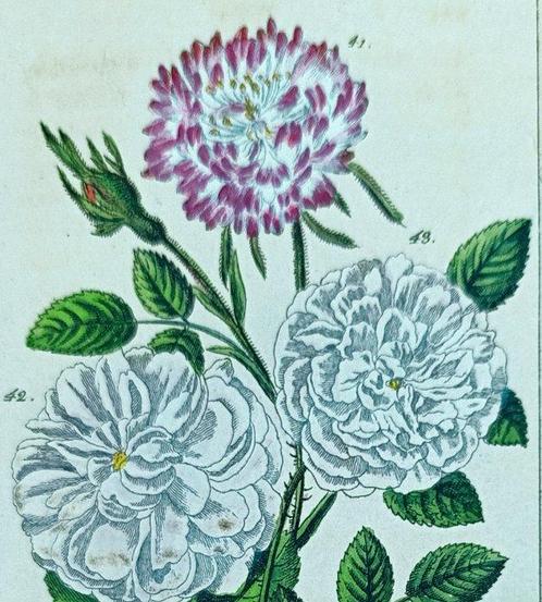 Gottlieb Tobias Wilhelm (1758-1811) - Botany Lot of 13, Antiek en Kunst, Antiek | Boeken en Manuscripten