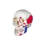 Anatomisch model schedel met gekleurde spieren ST-ATM 16, Diversen, Verzenden, Nieuw
