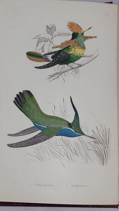 H. G. Adams - Humming Birds Described and Illustrated - 1870, Antiek en Kunst, Antiek | Boeken en Manuscripten