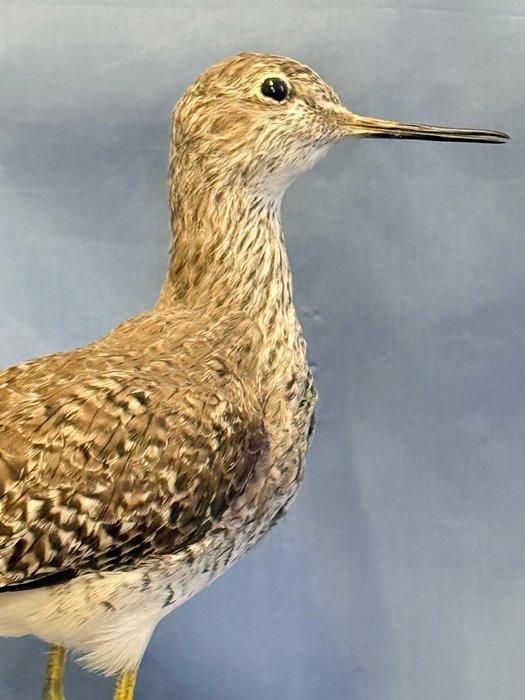 Totano zampegialle kleiner Taxidermie volledige montage -, Collections, Collections Animaux