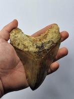 Mégalodon - Dent fossile - Otodus (Carcharocles) megalodon -, Verzamelen