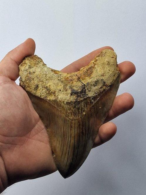 Mégalodon - Dent fossile - Otodus (Carcharocles) megalodon -, Verzamelen, Mineralen en Fossielen