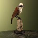 Witkuiflijstergaai Taxidermie Opgezette Dieren By Max, Verzamelen, Ophalen of Verzenden, Nieuw, Vogel, Opgezet dier