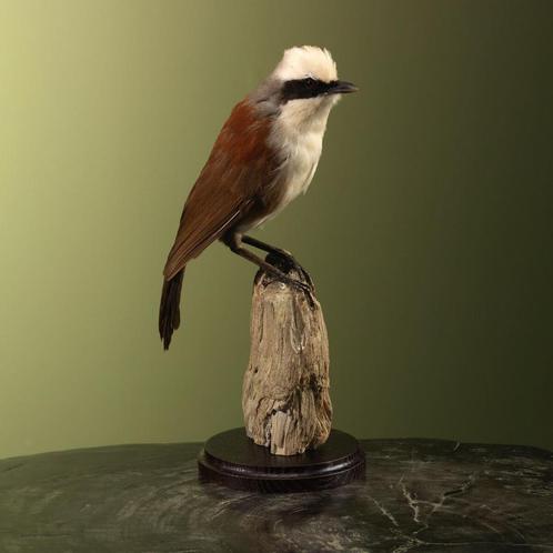 Witkuiflijstergaai Taxidermie Opgezette Dieren By Max, Verzamelen, Dierenverzamelingen, Opgezet dier, Nieuw, Vogel, Ophalen of Verzenden
