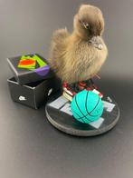 Eend Taxidermie volledige montage - Anas Platyrhynchos - 130, Antiek en Kunst