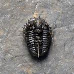 Doornige trilobiet - Gefossiliseerd dier - Otarionella, Verzamelen, Mineralen en Fossielen